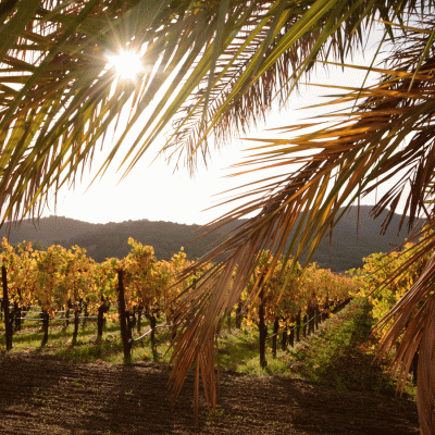 Palm Frond are in the foreground and vineyard rows in the background. It's fall and the vineyard is filled of fall colors.